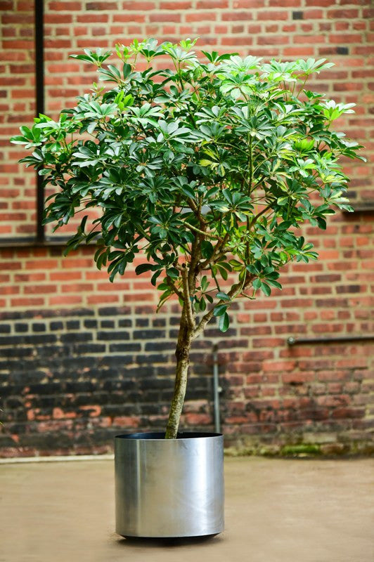 Schefflera arboricola – Interior Foliage Design
