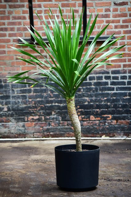 dracaena live plant Dracaena arborea, single 17"