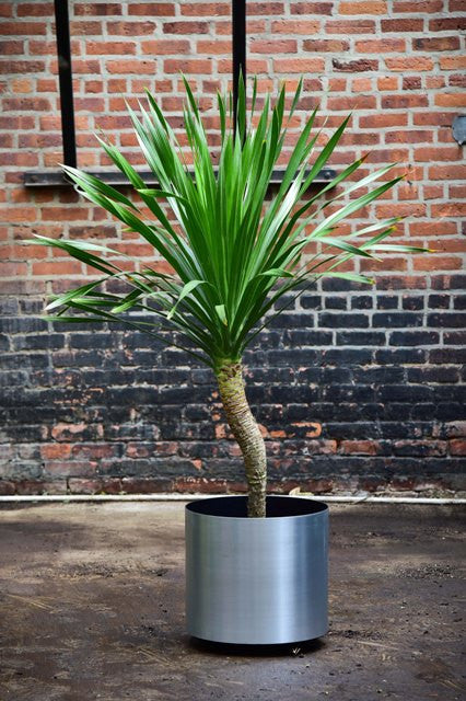 Dracaena arborea, single 17