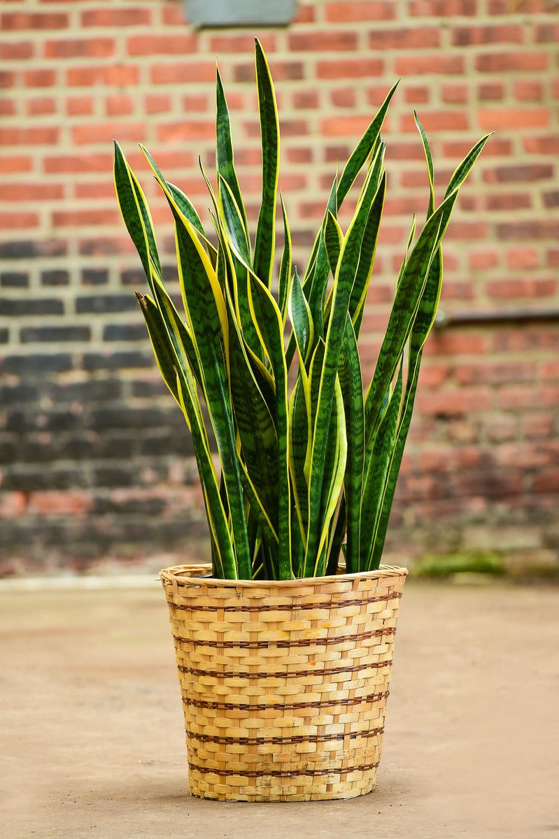 Sansevieria Trifasciata – Interior Foliage Design