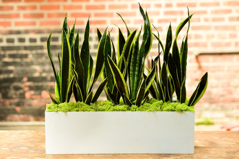 plants for rectangular pots Sansevieria Trifasciata (Rectangle)