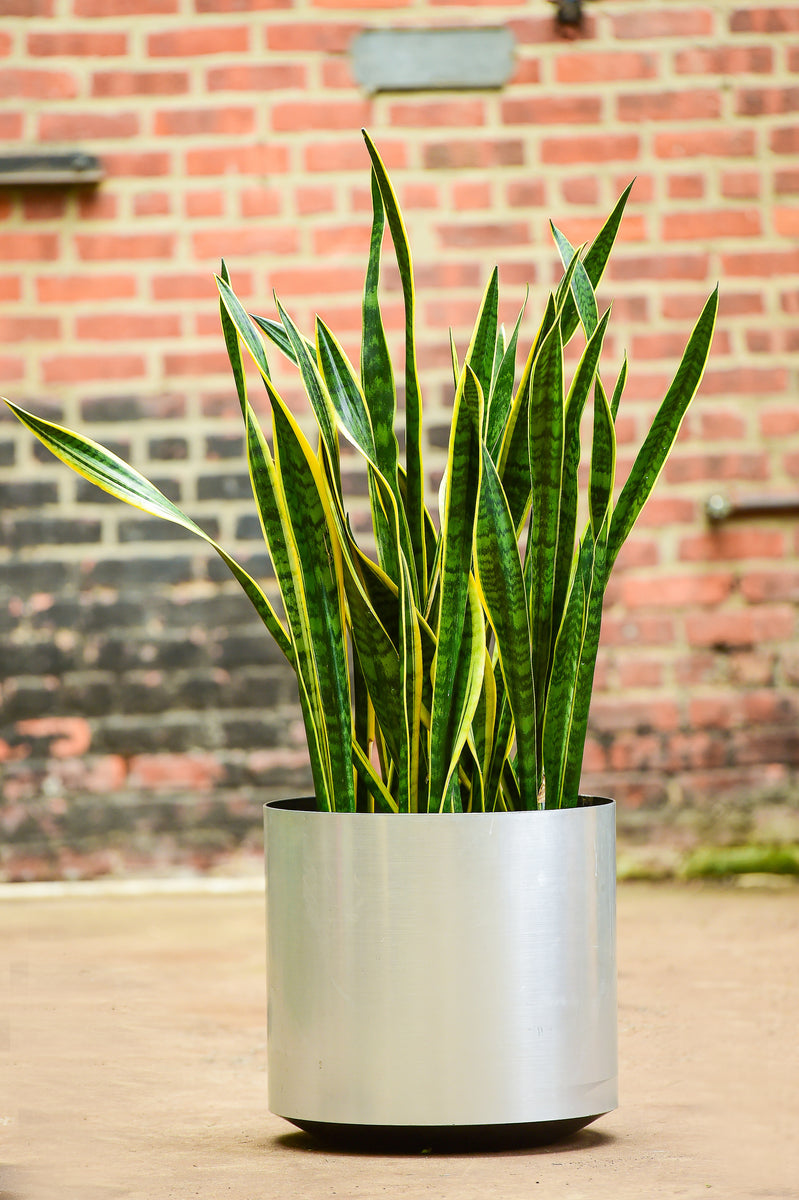 buy sansevieria trifasciata online Sansevieria Trifasciata – Interior Foliage Design