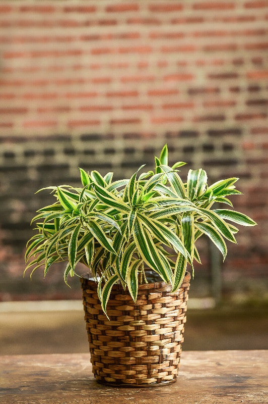 dracaena pleomele song of india Song of India (Tabletop) – Interior Foliage Design