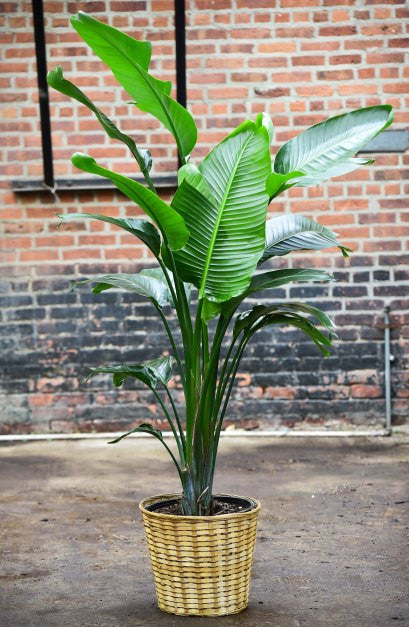 travellers palm plant Travelers Palm (Bird of Paradise)