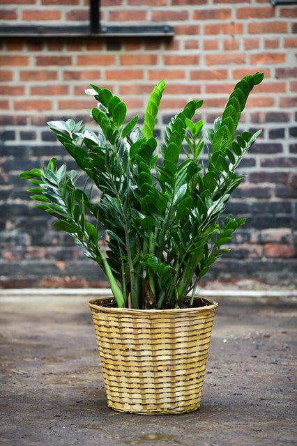 zz plant aspca ZZ Plant – Interior Foliage Design
