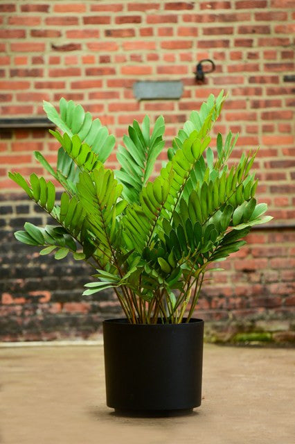 cardboard palm plant Zamia furfuracea (Mexican Cycad)