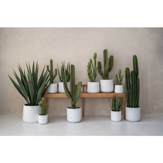 charlie plant pot Charlie Pot – Interior Foliage Design