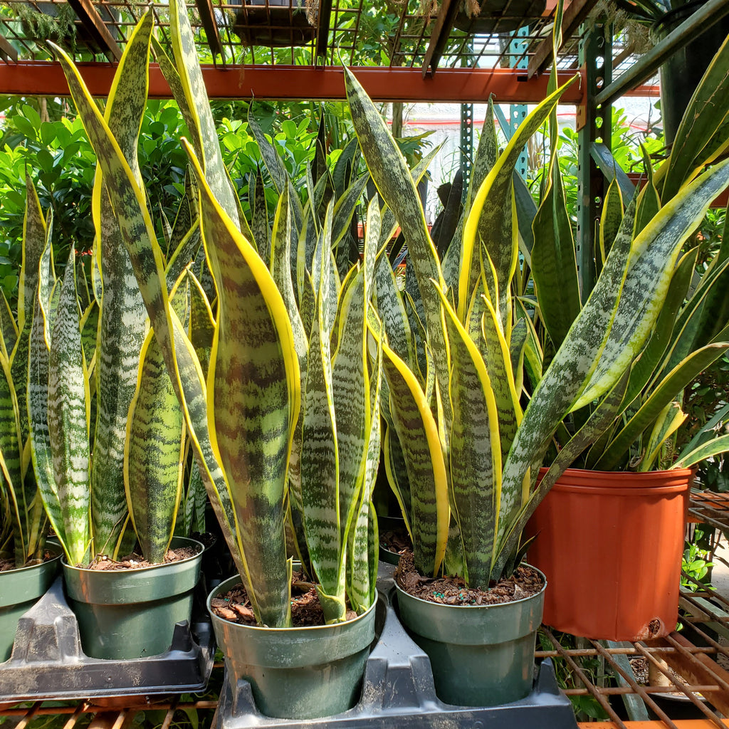 sansevieria - laurentii Sansevieria Laurentii 'St. Johns Sword' – Interior Foliage Design