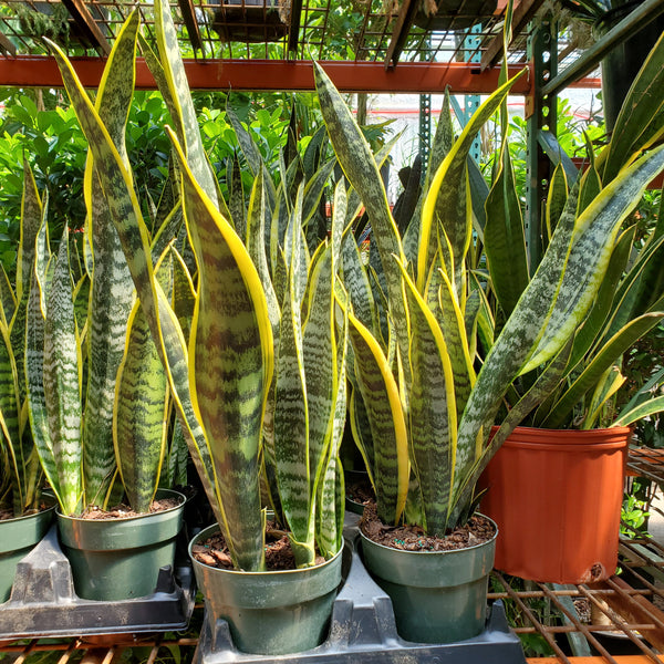 sansevieria laurentii indoor Sansevieria Laurentii Superba