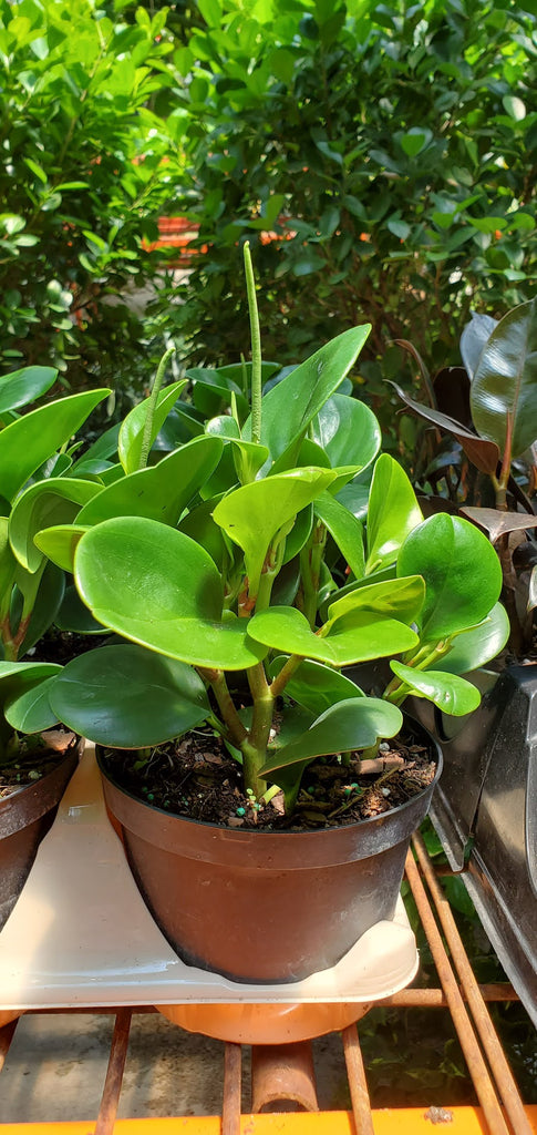 indoor plants peperomia Peperomia