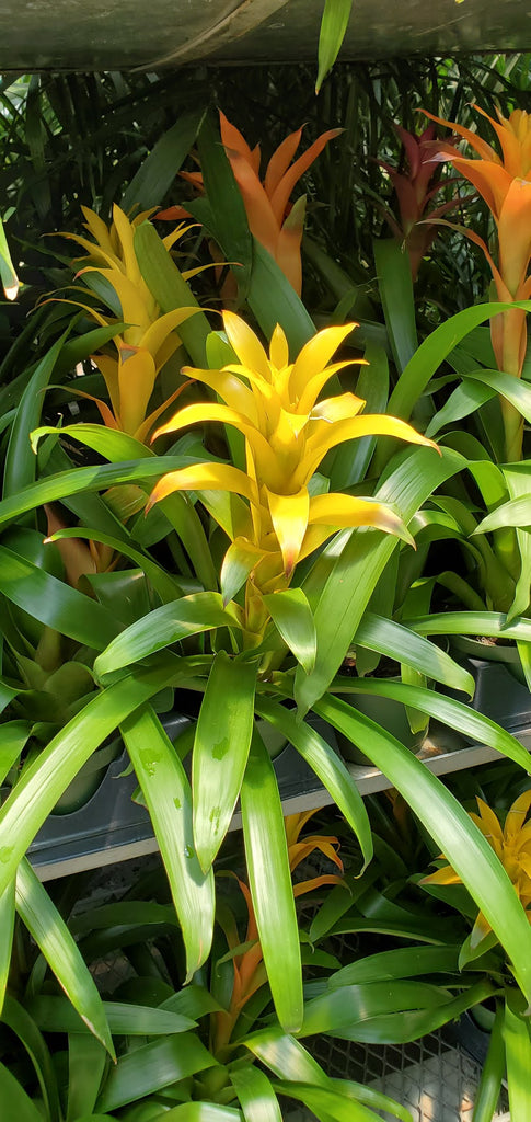 bromeliad indoor tabletop plant Bromeliad – Interior Foliage Design