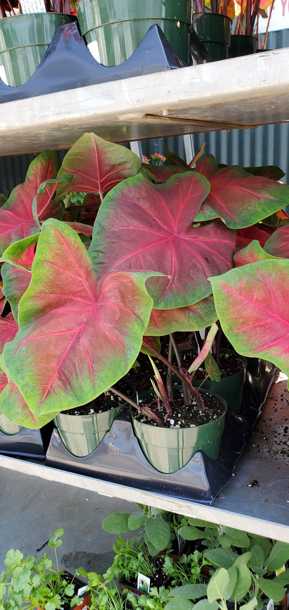 Caladium – Interior Foliage Design