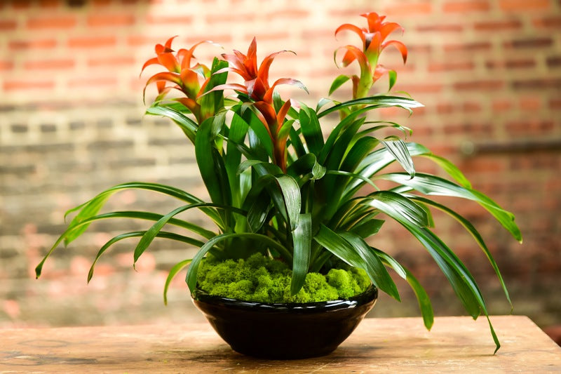 bromeliad philodendron Bromeliad Garden