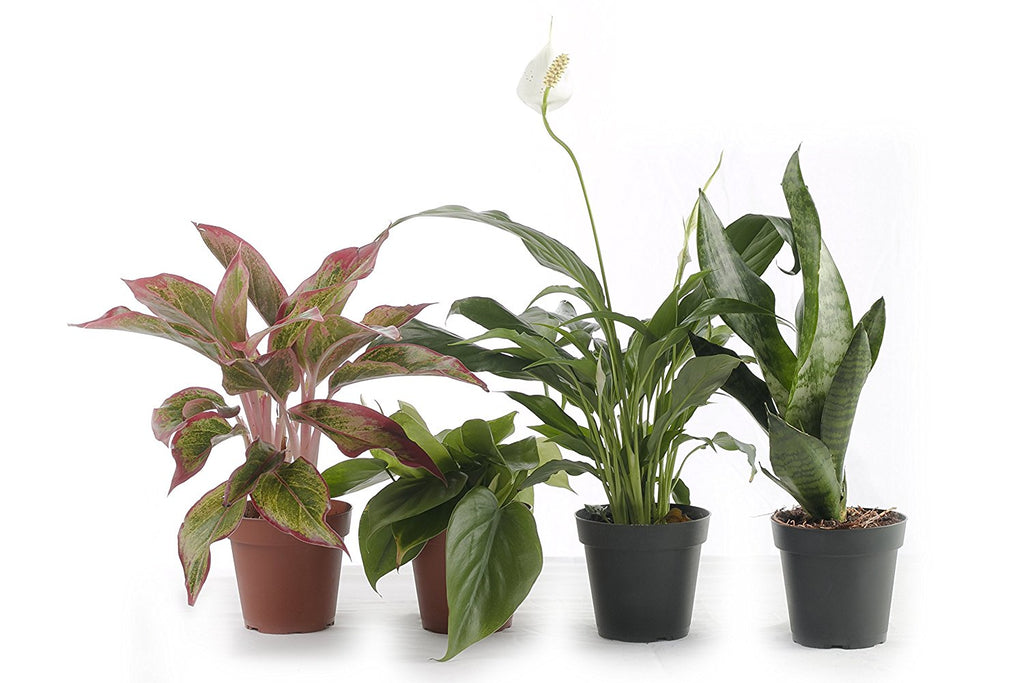 Set of 4 Indoor Plants - Home or Office