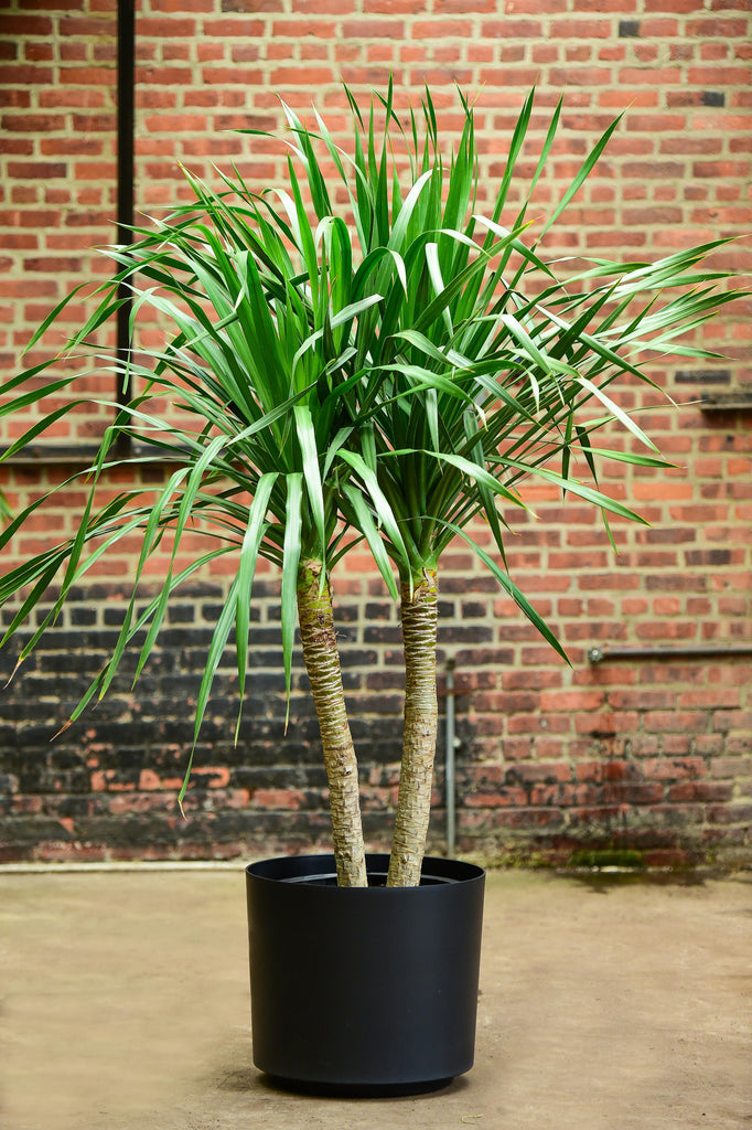 dracaena arborescens Dracaena Arborea – Interior Foliage Design