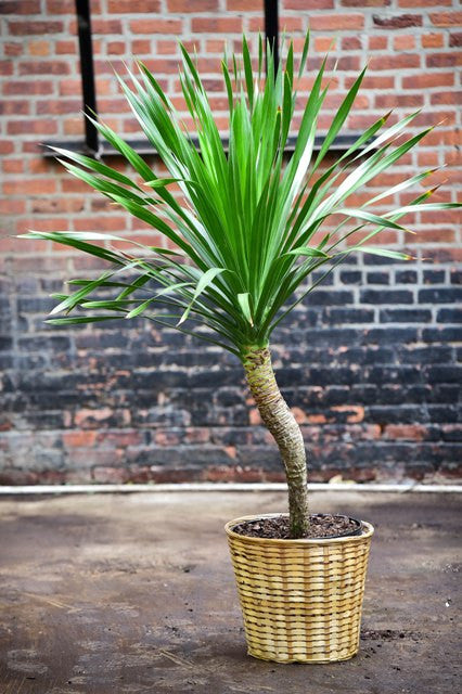 yucca dracaena Dracaena arborea, single 17"