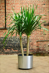 dracaena arborea Dracaena Arborea