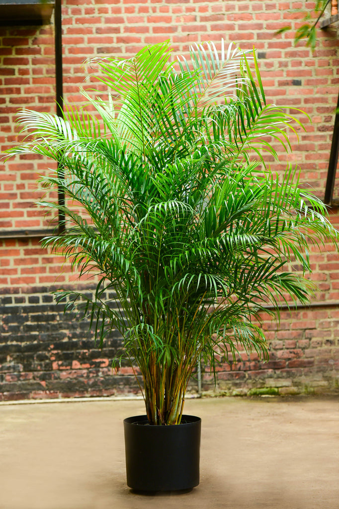 bushy palm plant Areca Palm – Interior Foliage Design