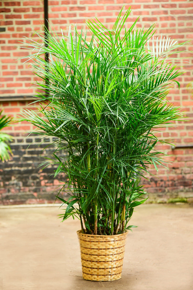 bamboo palm live plant Bamboo Palm – Interior Foliage Design