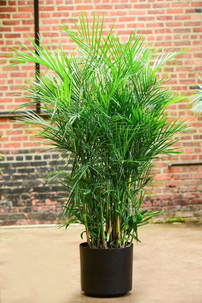 indoor palm tree planter Bamboo Palm – Interior Foliage Design