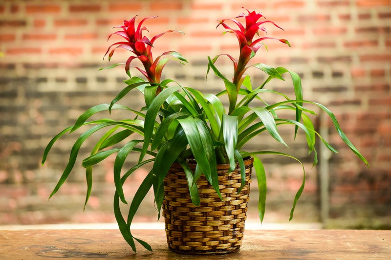 Bromeliad Double – Interior Foliage Design
