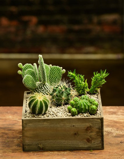 Cactus Box – Interior Foliage Design