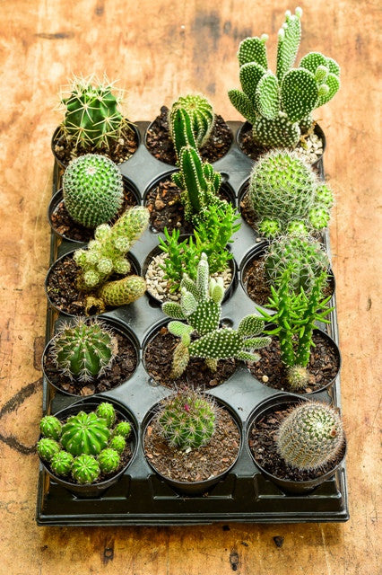 Assorted Cactaceae Cactus Tray, 15 Pack