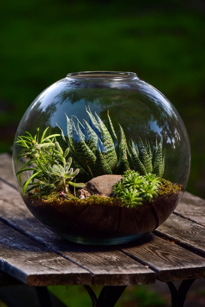 terrarium planta Campfire Terrarium