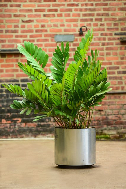 Zamia furfuracea (Mexican Cycad) – Interior Foliage Design