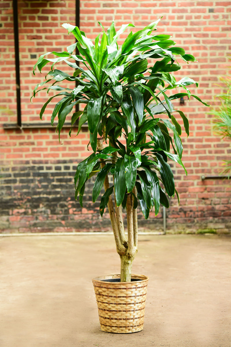 dracaena massangeana benefits Dracaena fragrans (Branched) – Interior Foliage Design
