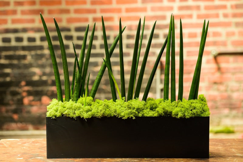 african sansevieria 'African Spear' Sansevieria cyndrilica (Rectangle)