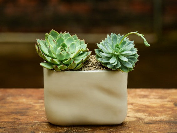 small succulents lowes Best Friends – Interior Foliage Design