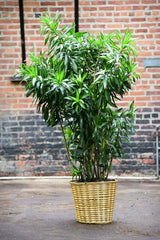Dracaena Reflexa – Interior Foliage Design