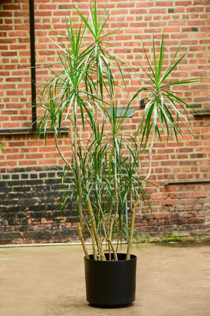 dracaena marginata houseplant Dragon Tree' Dracaena marginata – Interior Foliage Design