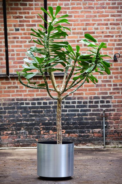Euphorbia drupifera – Interior Foliage Design