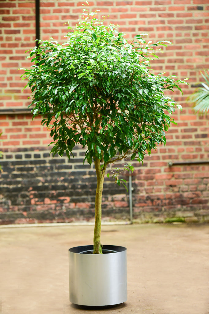 indoor ficus plants for sale Ficus Benjamina – Interior Foliage Design