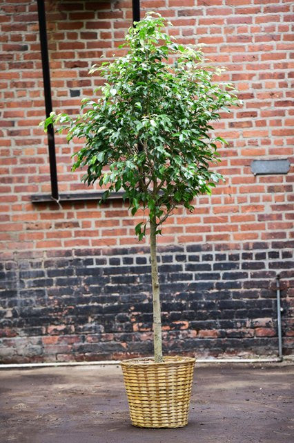Ficus Benjamina – Interior Foliage Design