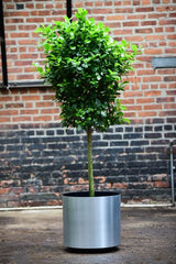 Ficus Daniella – Interior Foliage Design