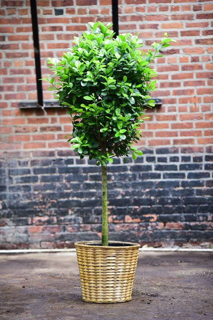 Ficus Daniella – Interior Foliage Design