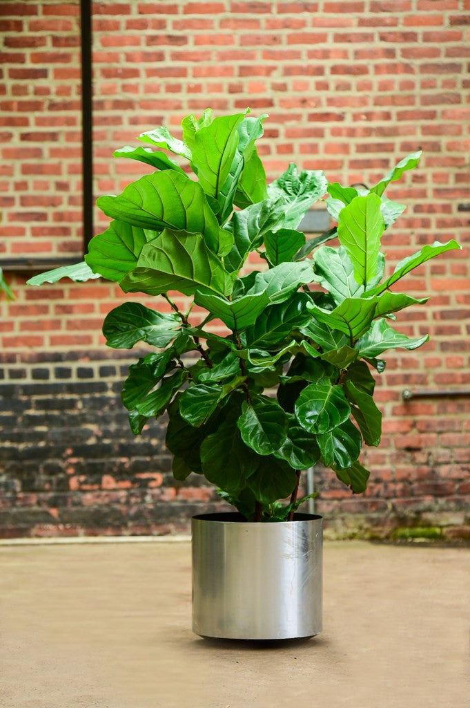 5' fiddle leaf fig tree Ficus Lyrata Bush (5')