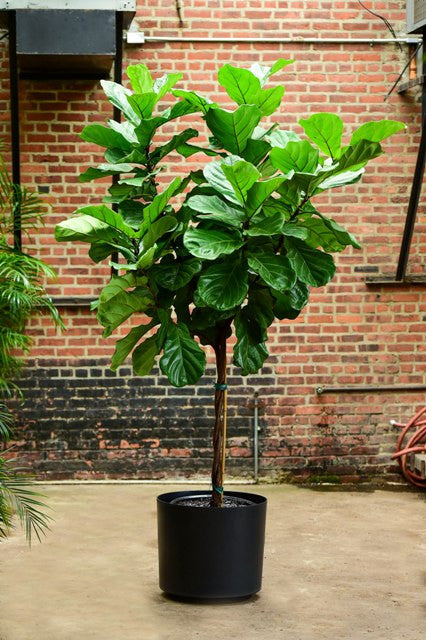 large fiddle leaf fig plant Ficus Lyrata Standard – Interior Foliage Design