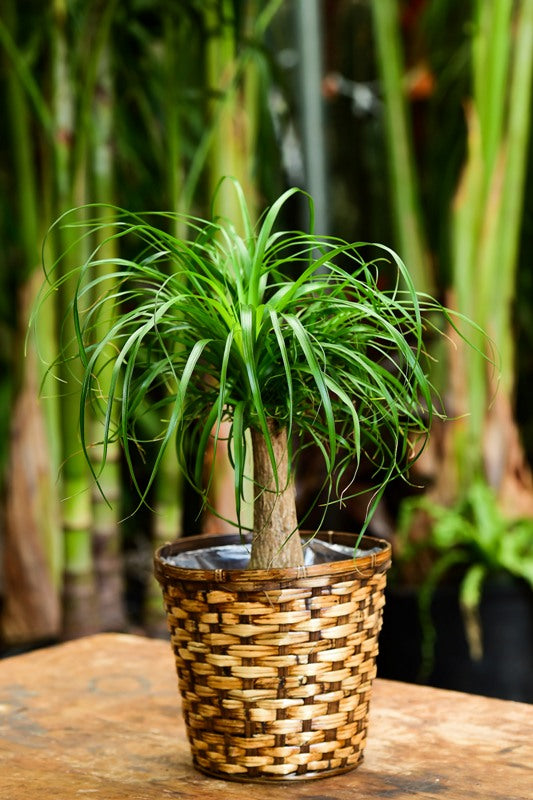 Ponytail Palm Delivery NYC Woven Basket Gift