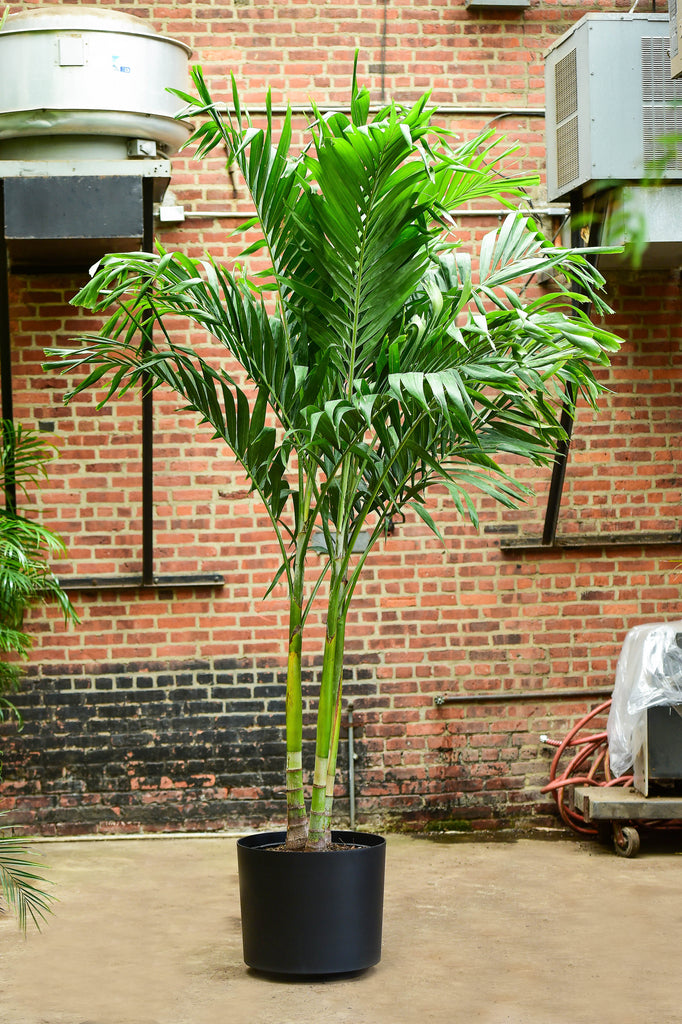 manila palm plant Adonidia merrillii