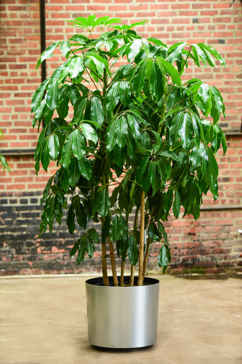 indoor schefflera plant Schefflera bush – Interior Foliage Design