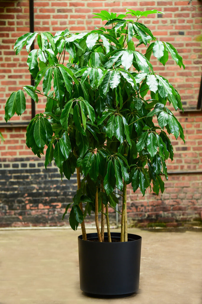 Schefflera bush