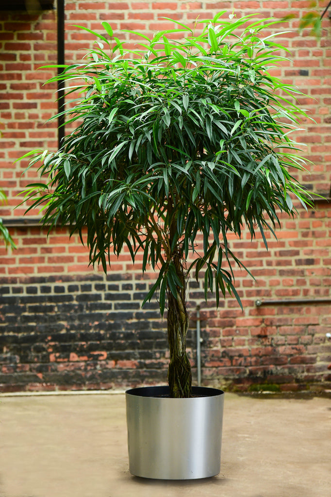 Ficus Alii – Interior Foliage Design