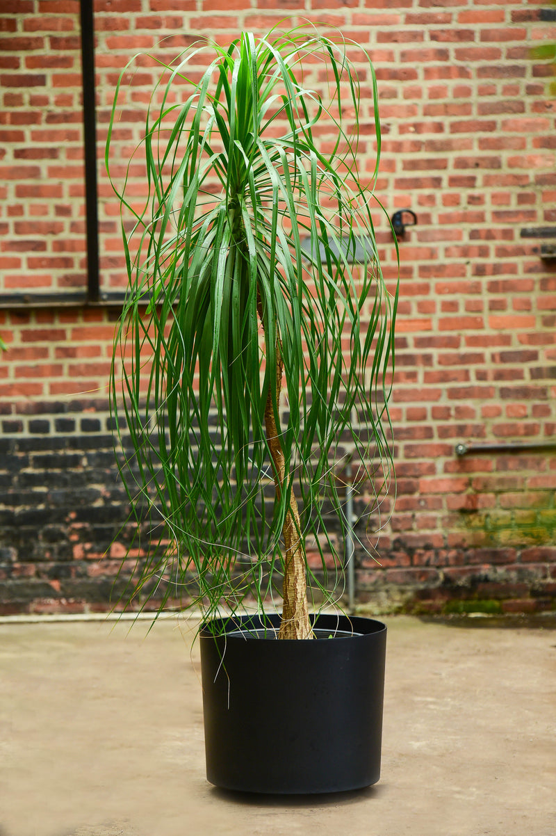 ponytail palm inside Ponytail Palm – Interior Foliage Design