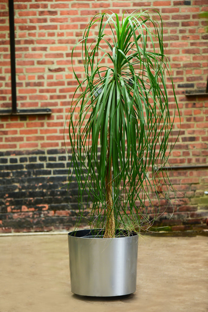 ponytail palm pictures Ponytail Palm