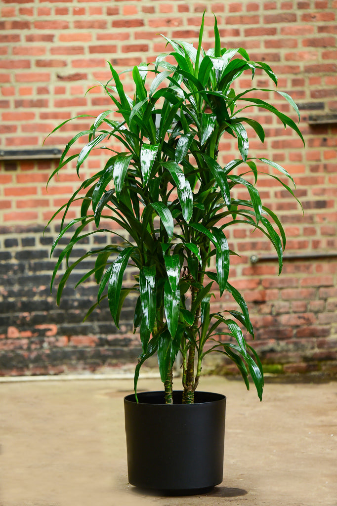 dracaena laxissima Dracaena Deremensis "Lisa" – Interior Foliage Design