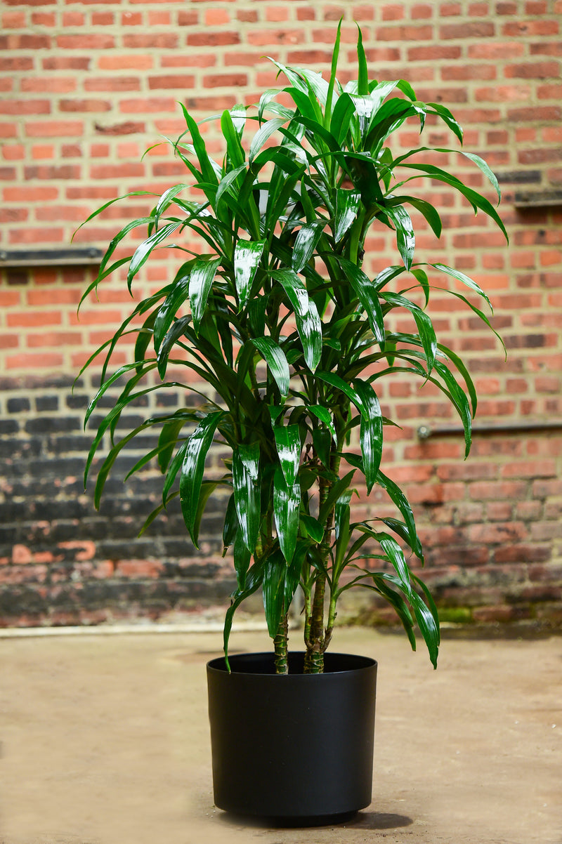 dracaena mona lisa Dracaena Deremensis | Lisa Cane | 10" Pot | Easy Care Houseplant